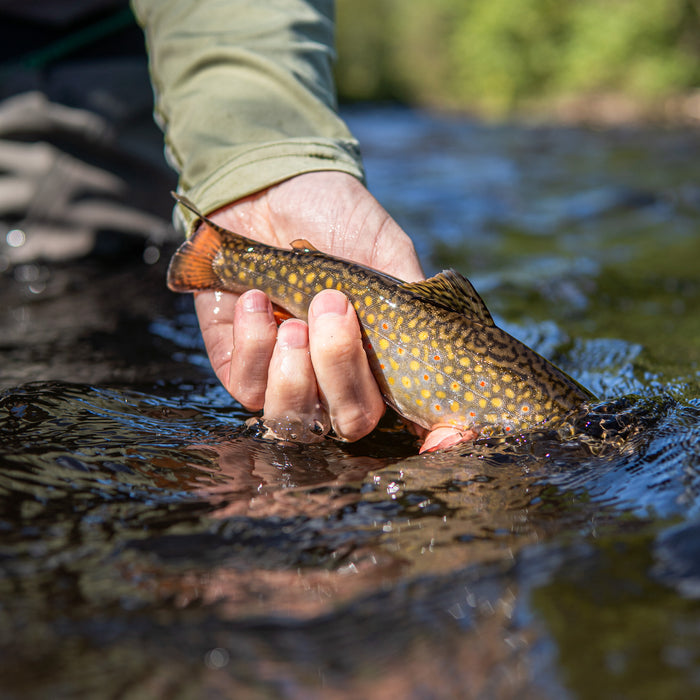 Getting Started with Fly Fishing for Trout