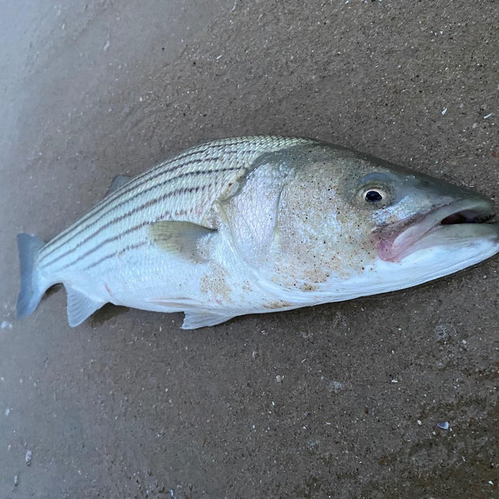 Preparing for Striper Fishing on the New Jersey Coast