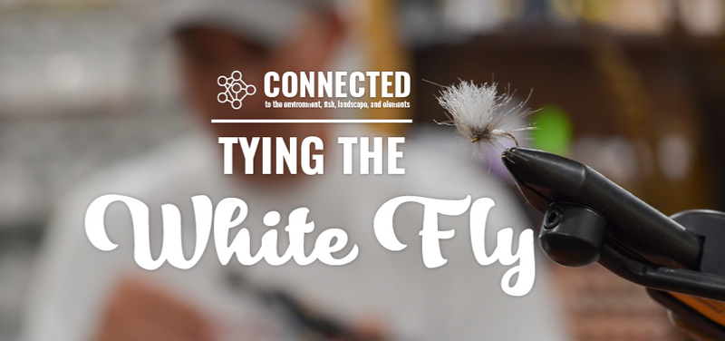 Tying the White Fly: The Tighty Whitey — TCO Fly Shop