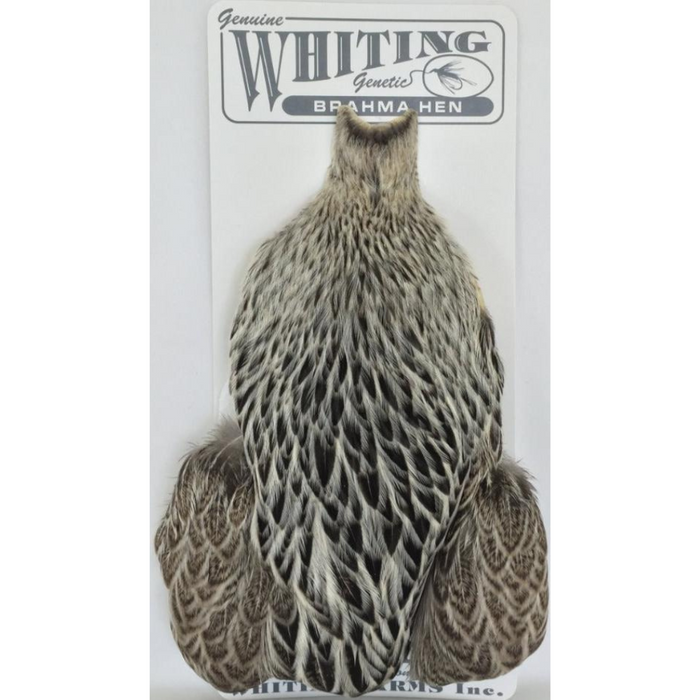 Whiting Brahma Hen SH/C