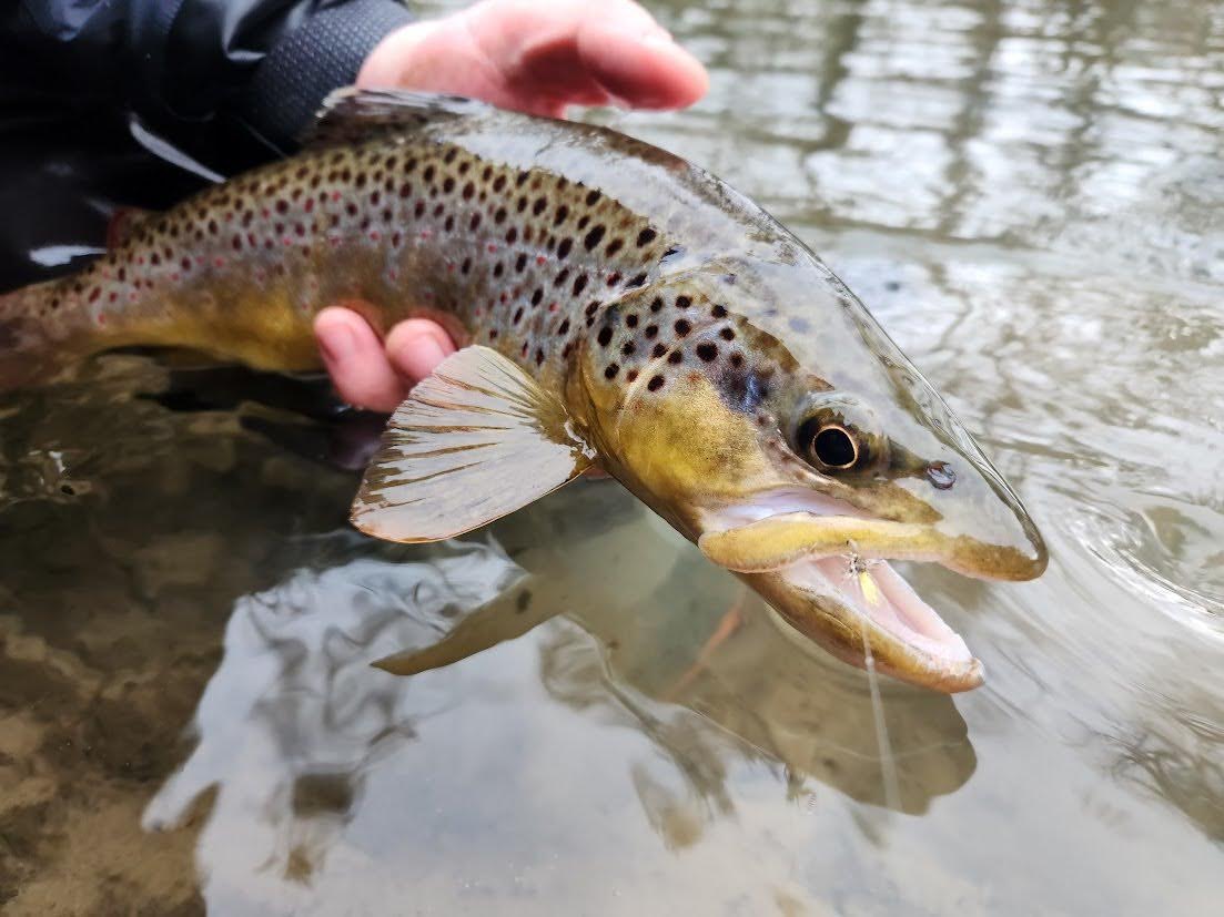 Fish Handling on the Coldest Days