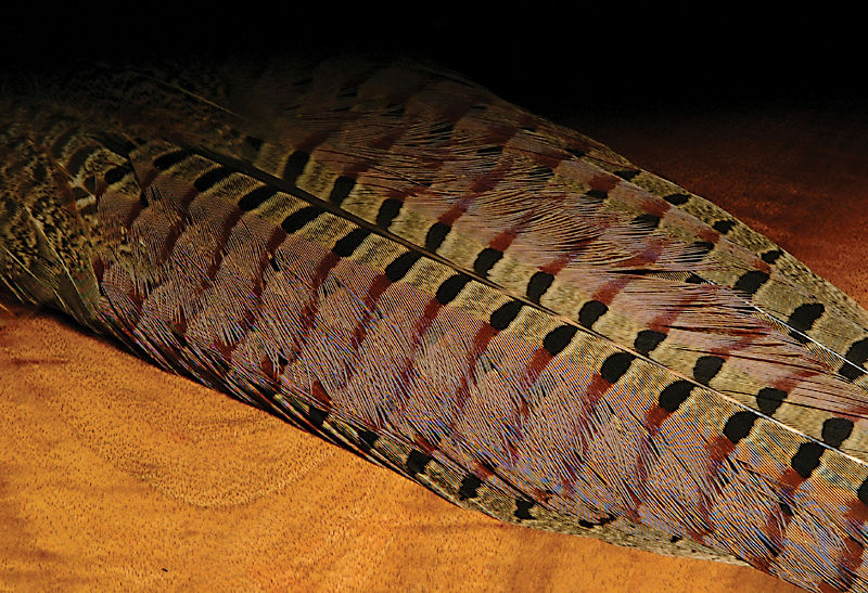 Ringneck Pheasant Tail Feathers